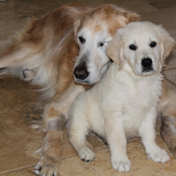 Meet your Posher, Nora - Picture 1 of 1